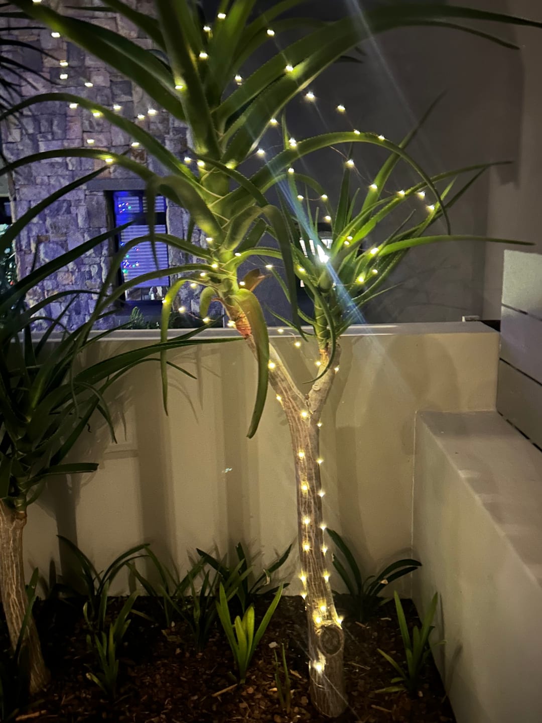 Customer photo review of Copper Wire Solar Fairy Lights