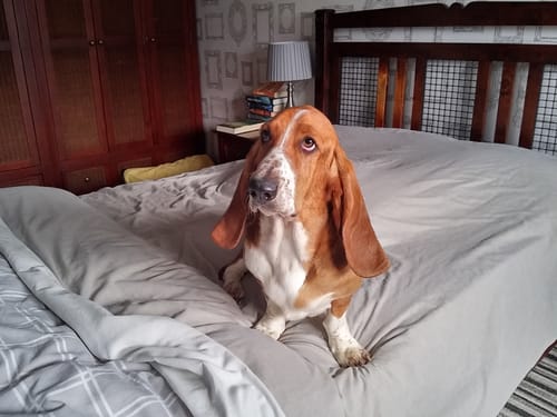 Customer photo review of Official Pupvote Cutest Pets of the Year Calendar (2026)