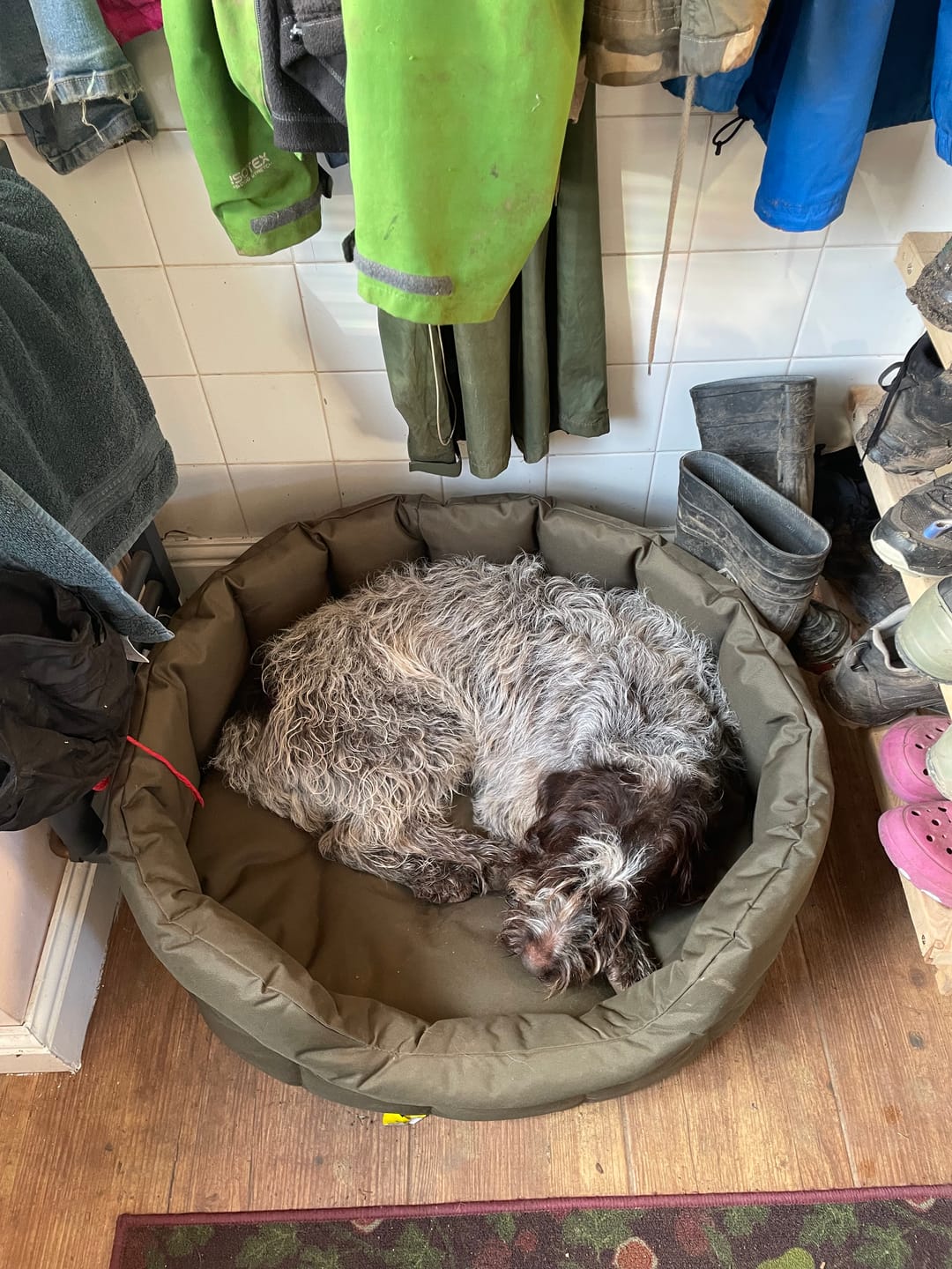 Customer photo review of Country Dog Heavy Duty Oval Waterproof Bed