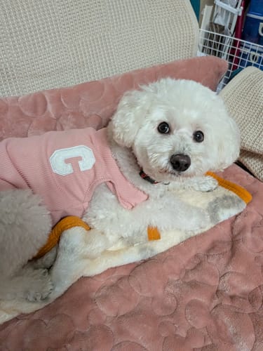 Customer photo review of FunFunPet 高機能ハーネス（お名前タグ作成サービス付き）