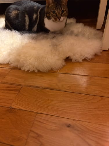 Customer photo review of Swedish Sheepskins