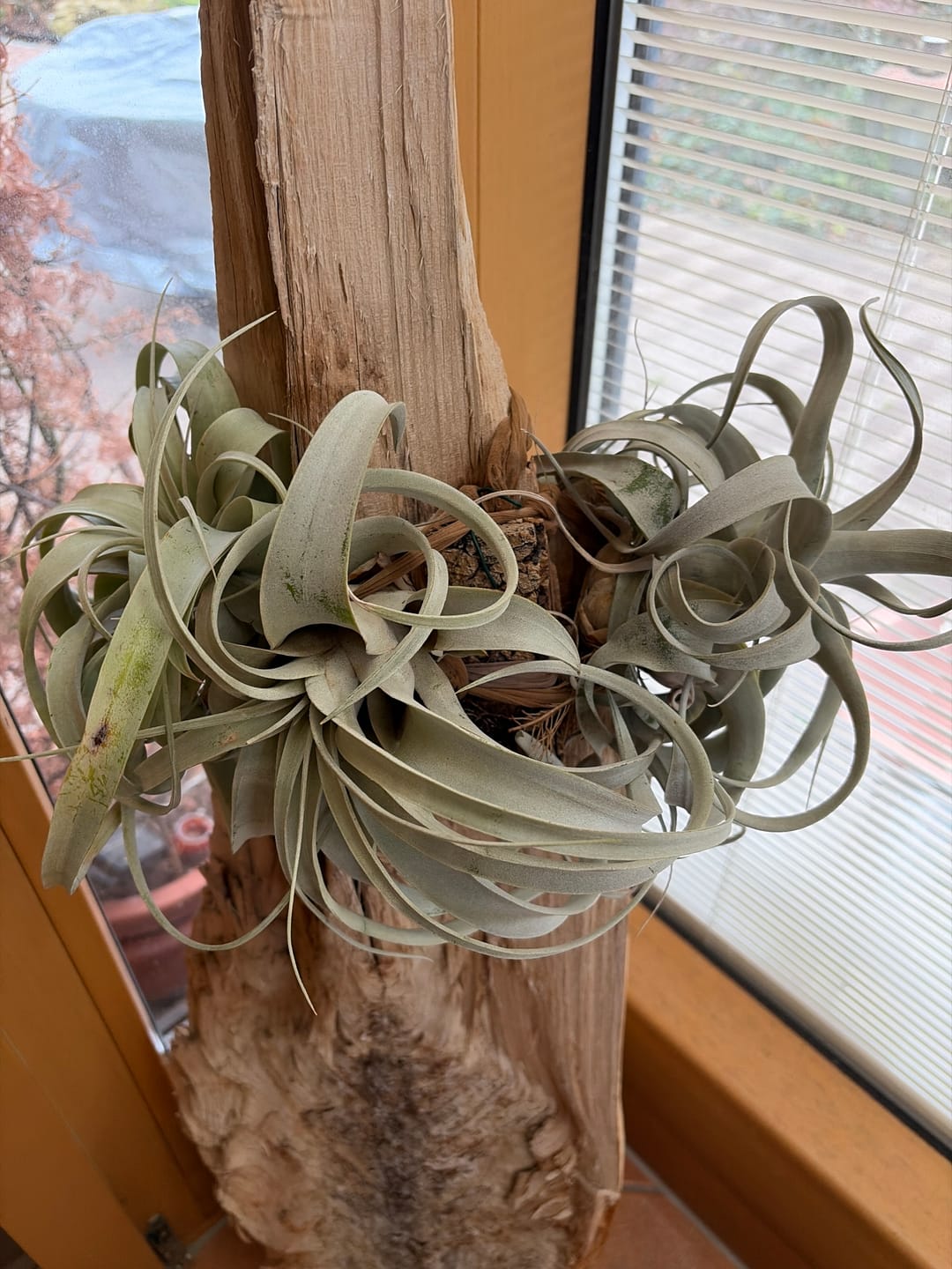 Customer photo review of Tillandsia xerographica