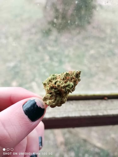 Customer photo review of Cheap THCA Flower Ounce