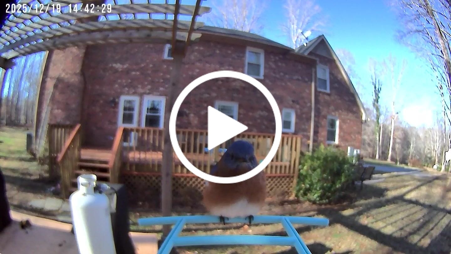 Customer video review of Birdfy Feeder - AI-Powered Smart Bird Feeder with Camera