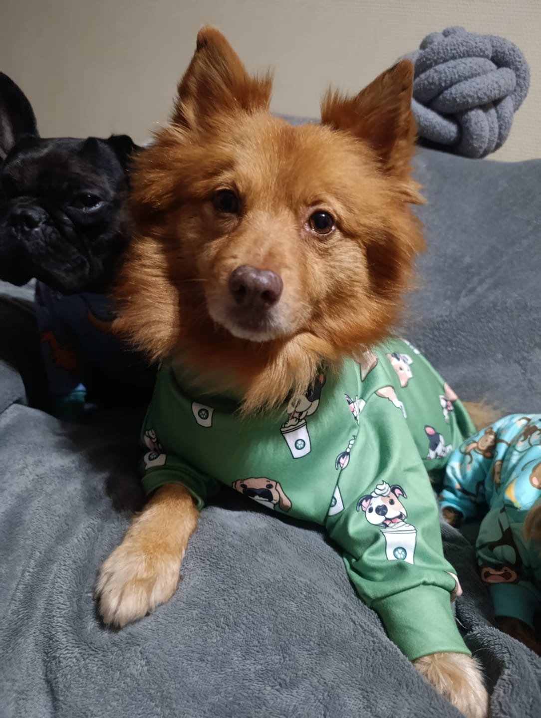 Customer photo review of Dog Pajama - Monkey Business