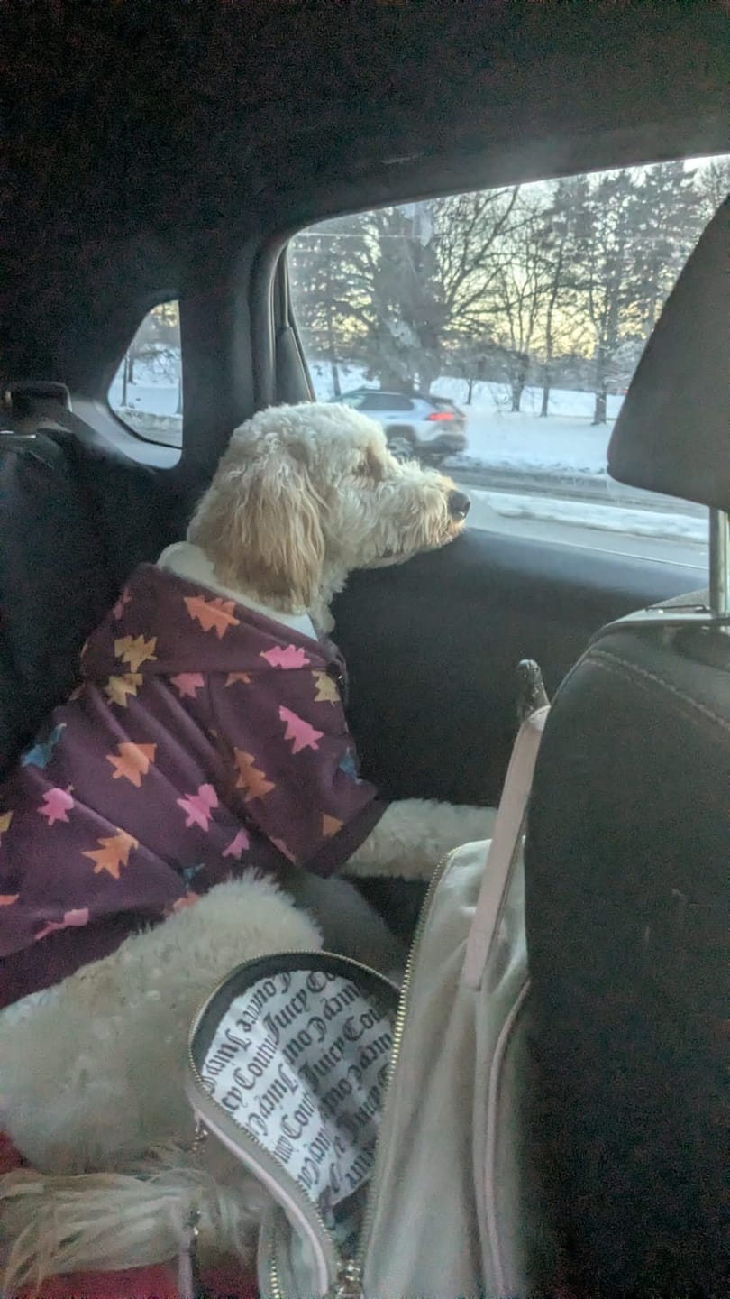 Customer photo review of Christmas Dog Hoodie - Candy Trees