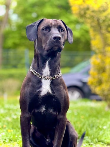 Kunde zeigt seinen dank Relax Time ausgeglichenen Hund, der ruhig auf einer Wiese sitzt.