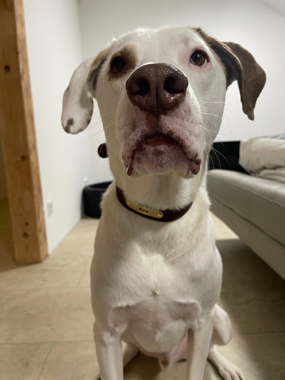 Customer photo review of Edles Hundehalsband aus Rindsleder mit Gravur Name und Telefon