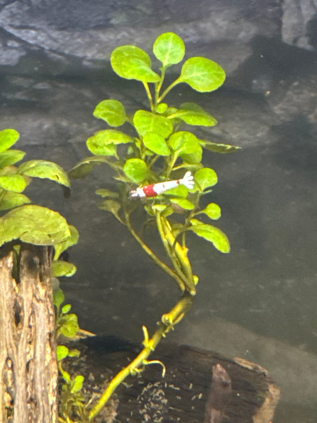 Customer photo review of Crystal Red Shrimp