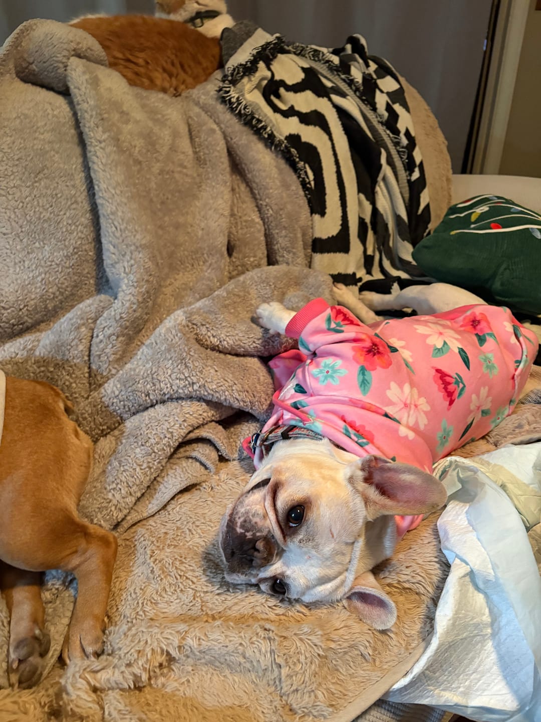 Customer photo review of Blossom Dog Hoodie - Pink