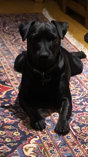 Customer photo review of Official Pupvote Cutest Pets of the Year Calendar (2026)