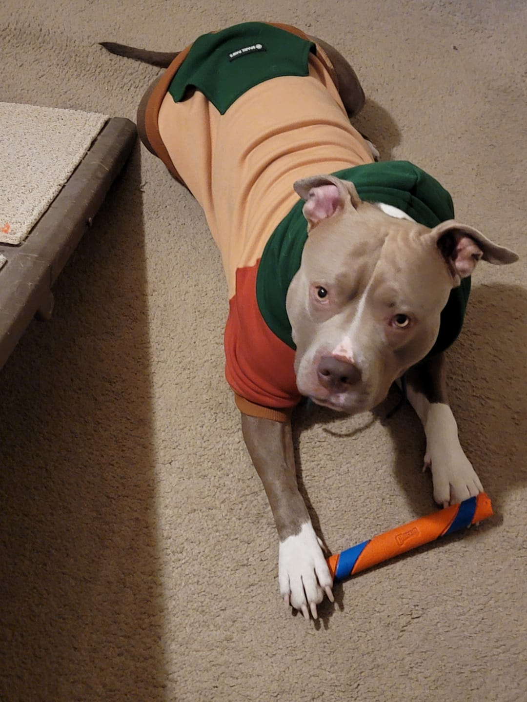 Customer photo review of Ranger Dog Hoodie