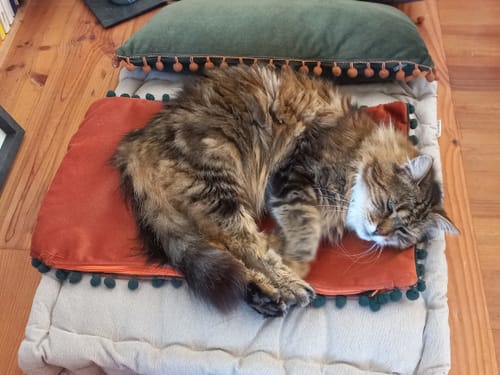 Avis d'un client : son chat à poil long et tigré dort paisiblement après avoir mangé les croquettes au saumon.