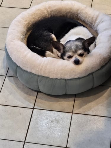 Customer photo review of Fresh Breath, Strong Gums, and Clean Teeth with the DE-01™ Dental Dogbiotic