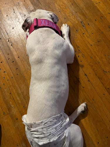 Customer photo review of No Pull Bully Proof Harness