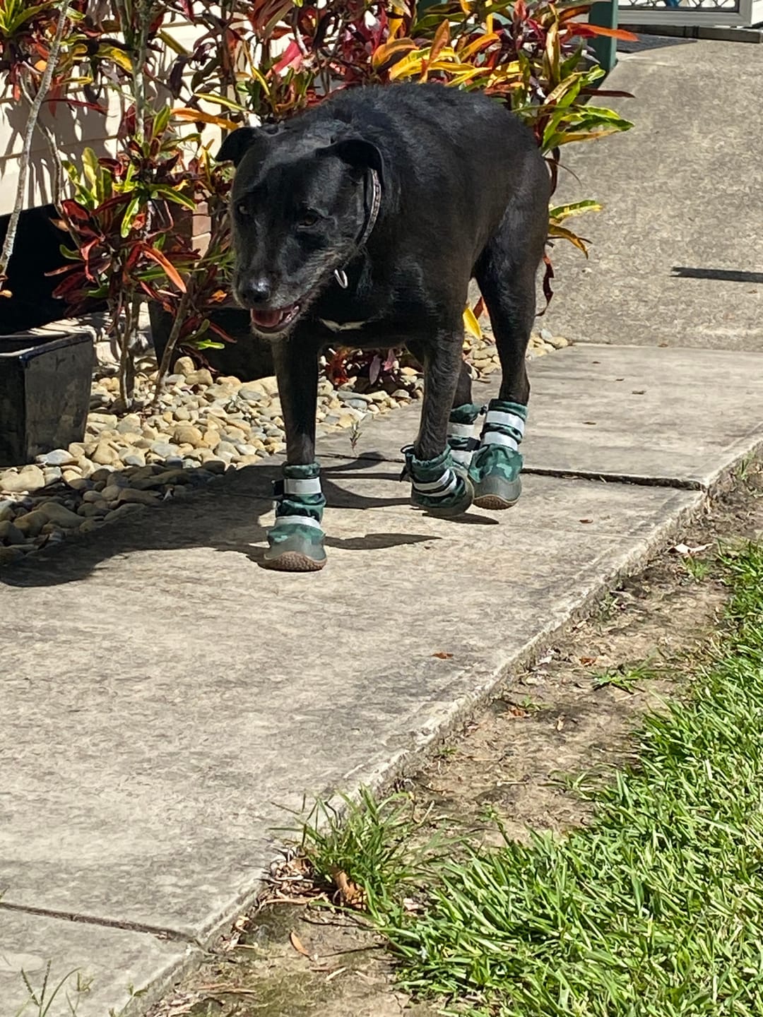 Customer photo review of Flex Shell Waterproof Dog Boots - Green Camo