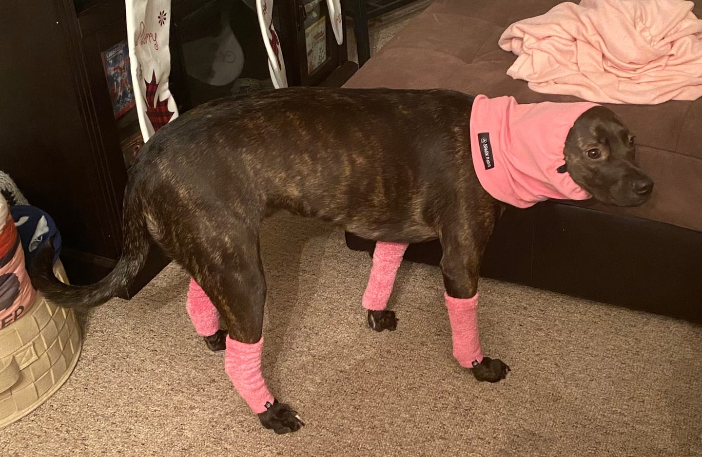 Customer photo review of Anxiety Calming Dog Earmuff Protector