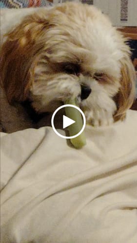 Customer video review of Long-Lasting Yak Chews — 6 Flavor Pack