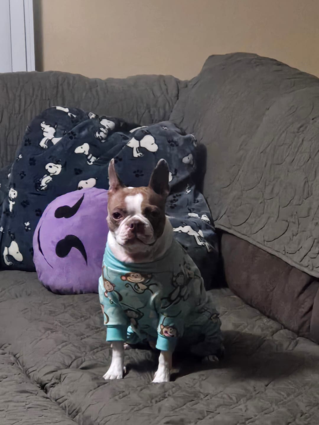 Customer photo review of Dog Pajama - Monkey Business
