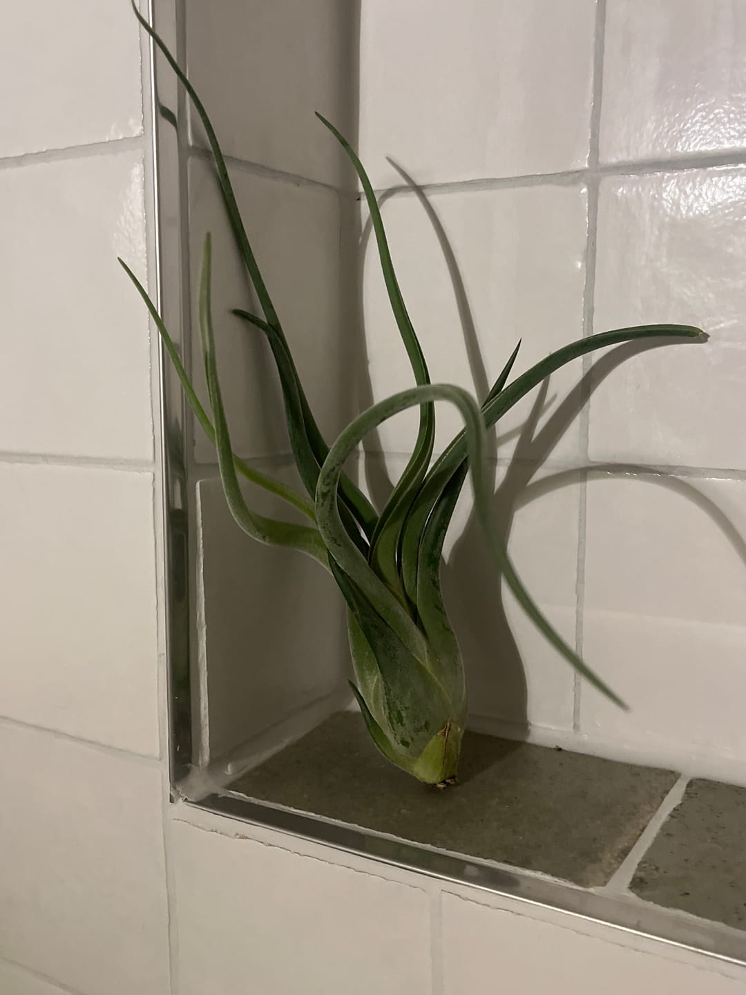 Customer photo review of Tillandsia caput medusae