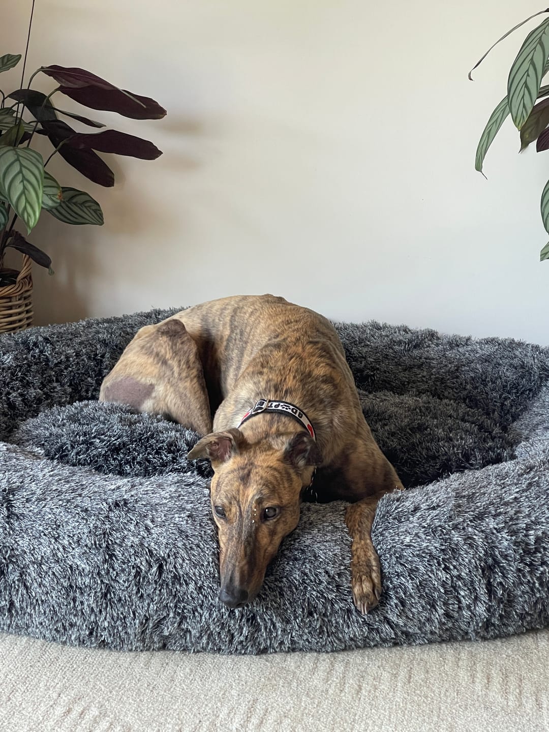 Customer photo review of Premium Calming Pet Bed with Removable Cover