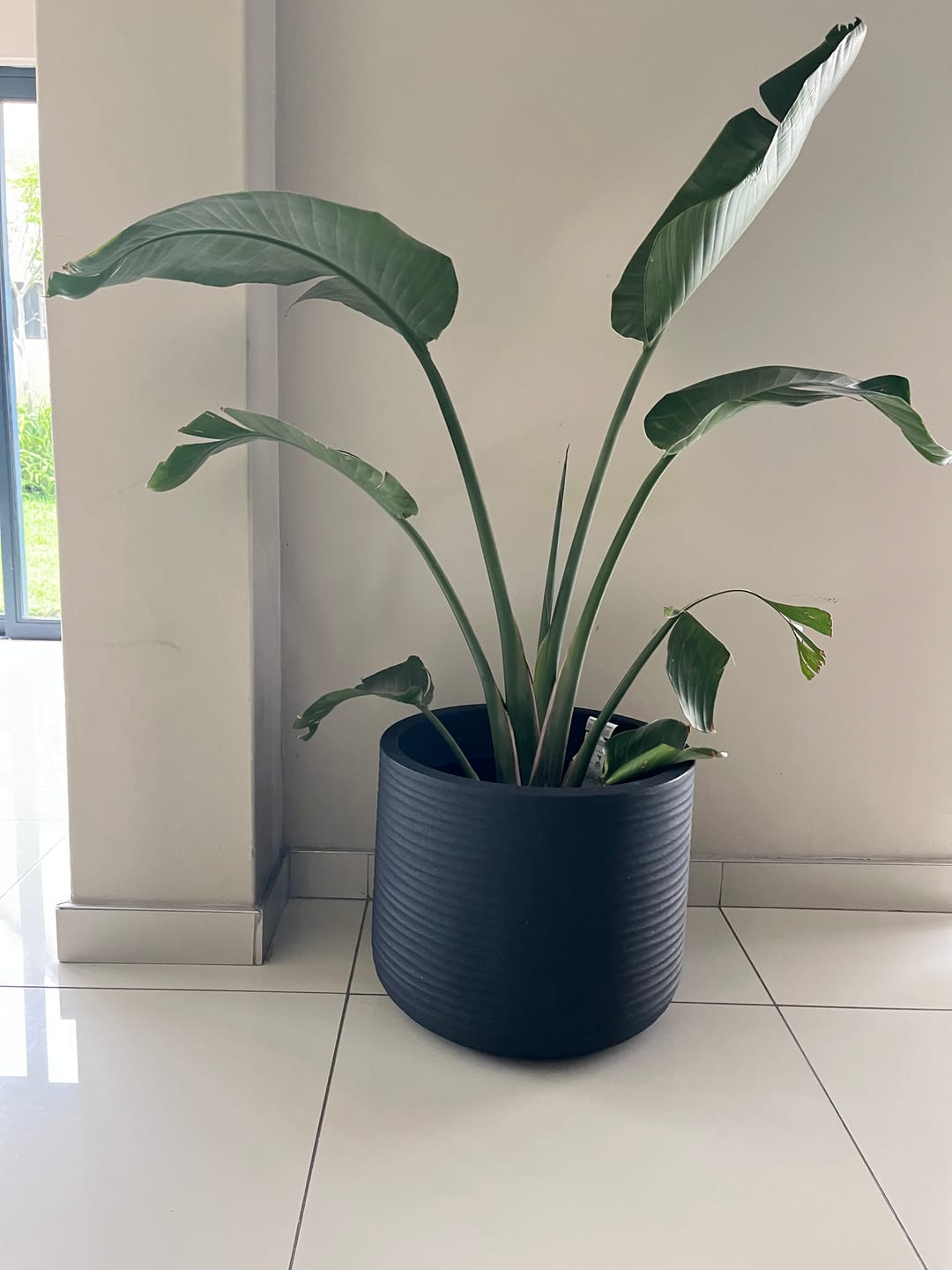 Customer photo review of Lagoon Round Japi Planter (click for details)