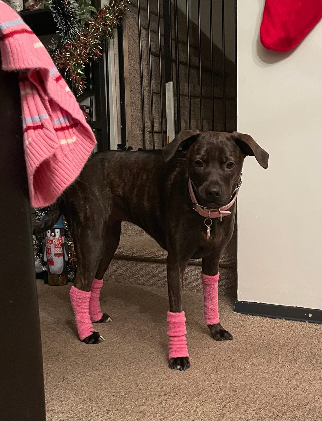Customer photo review of Stretchy Fleece Dog Leg Warmer Sleeves