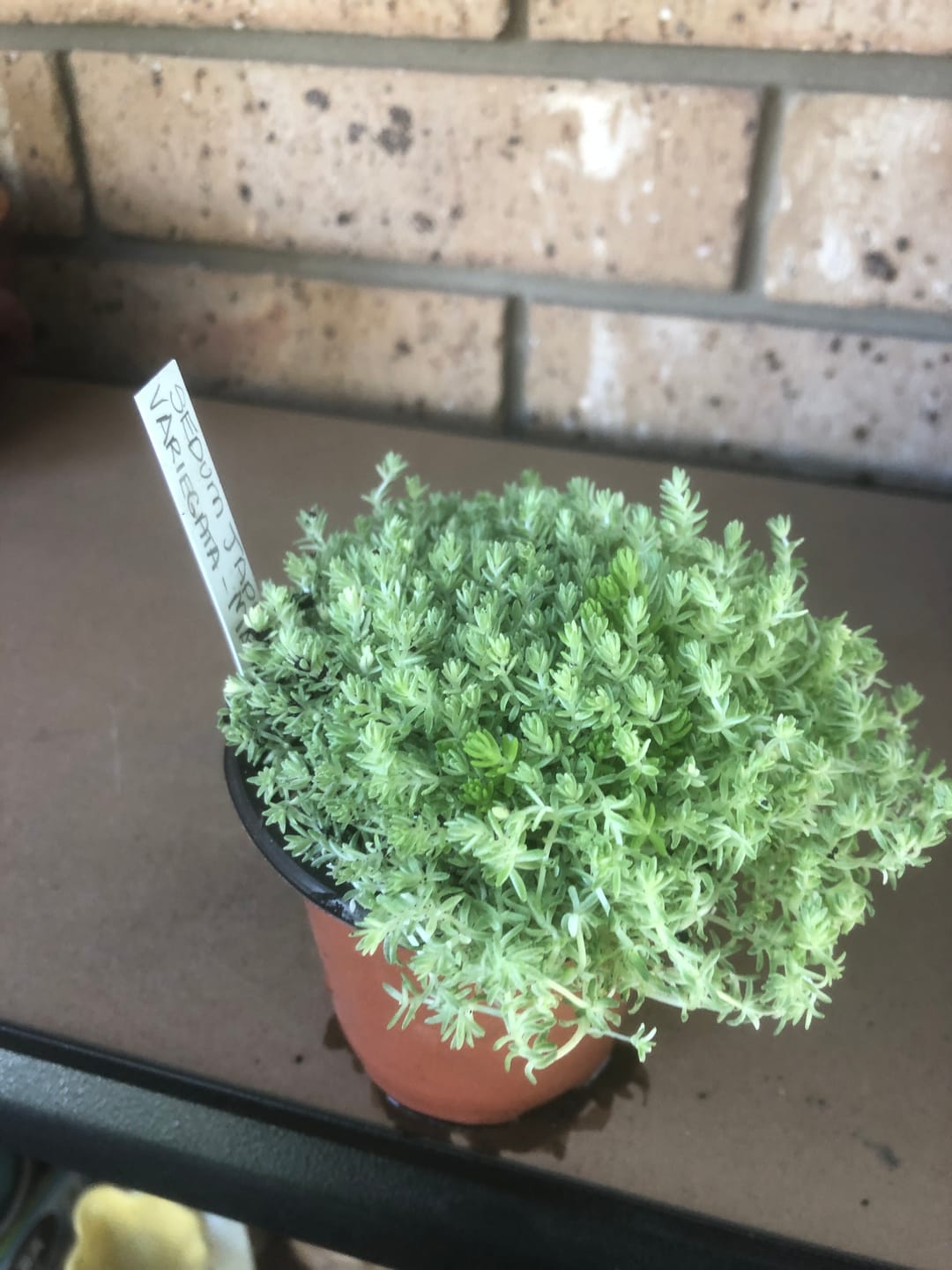 Customer photo review of Sedum Japonicum variegata - Matcha Latte