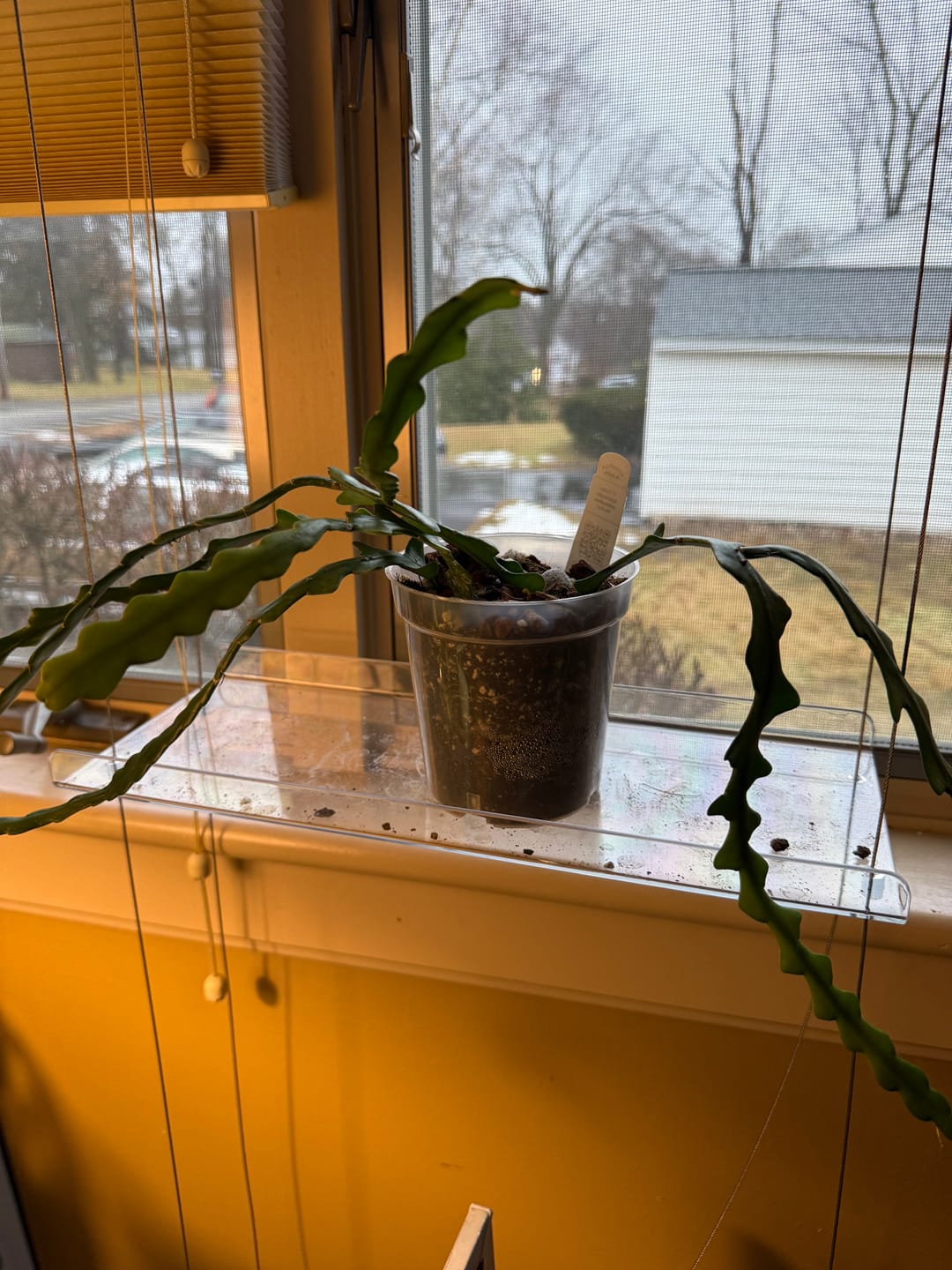 Customer photo review of Cactus Selenicereus anthonyanus "Ric-Rac"