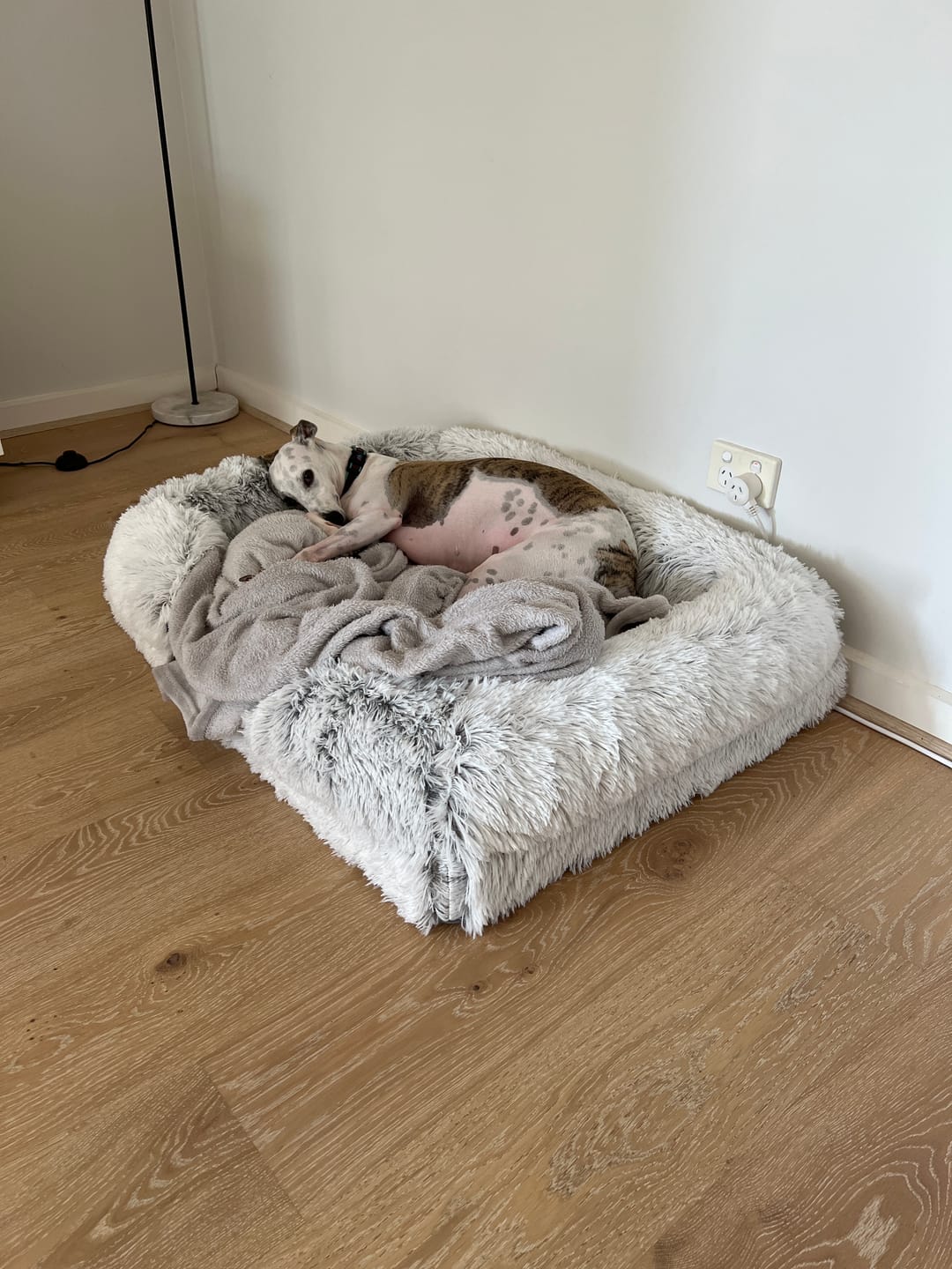 Customer photo review of Pet Orthopaedic Bed