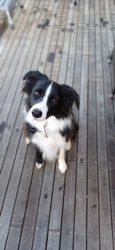 Customer photo review of Aussie Beef Puffs (High value treats)