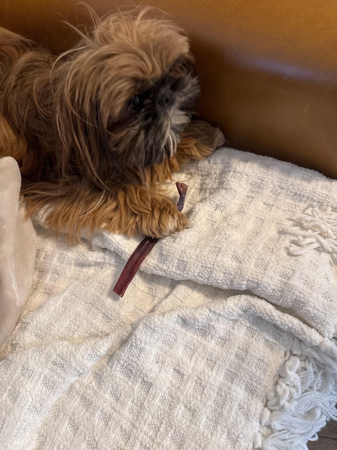 Customer photo review of 6 Inch Pixie Bully Sticks