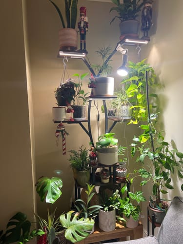 Customer photo review of Pianta Grow Light and Stelo Clip-On Bulb Holder Bundle