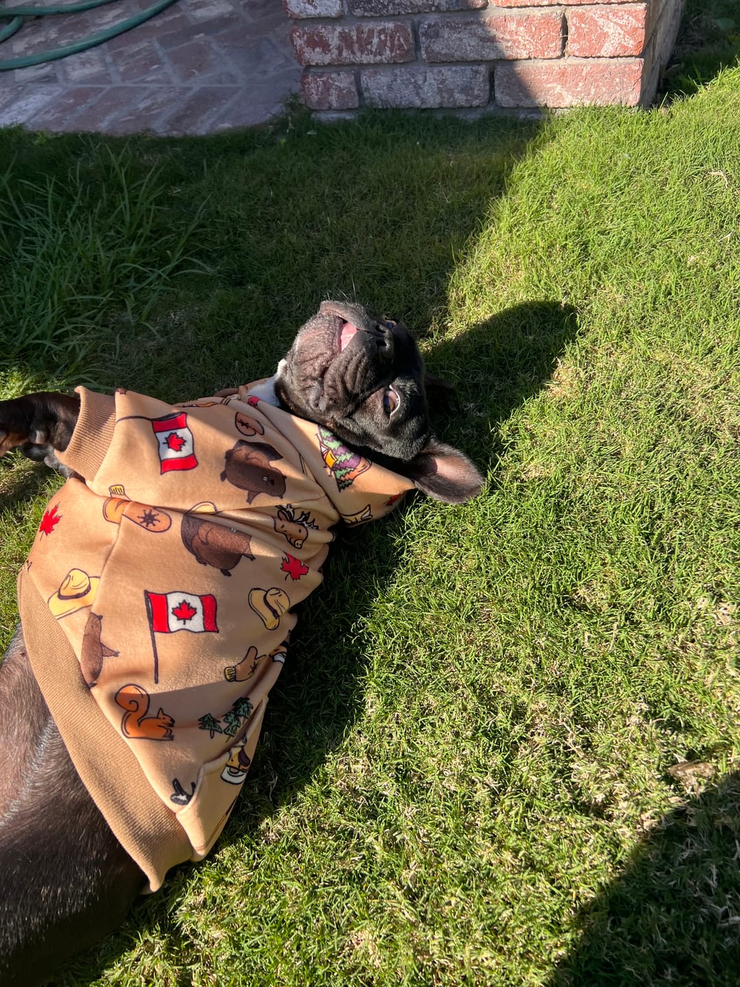 Customer photo review of Canada Dog Hoodie