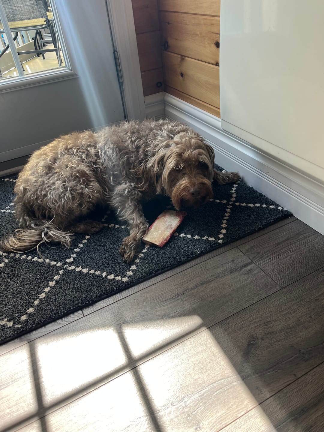 Customer photo review of K9 Choice - Os pour chien congelé - 3lb