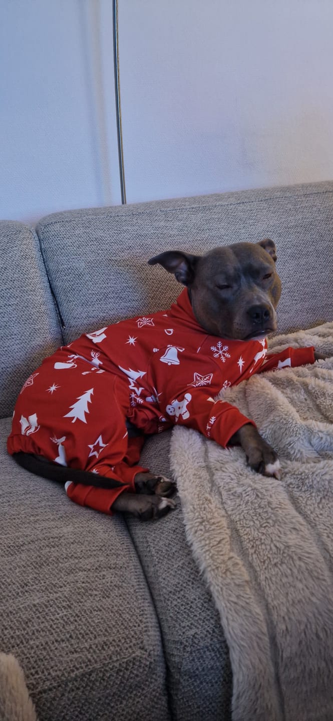 Customer photo review of Dog Christmas Pajama - Red Cheer