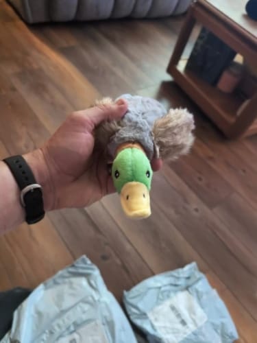 Customer photo review of Quaki die Ente – Interaktives Hundespielzeug mit Sound
