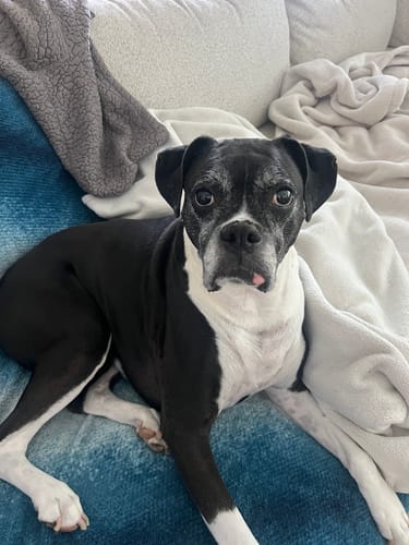 Customer photo review of Collagen Puptides