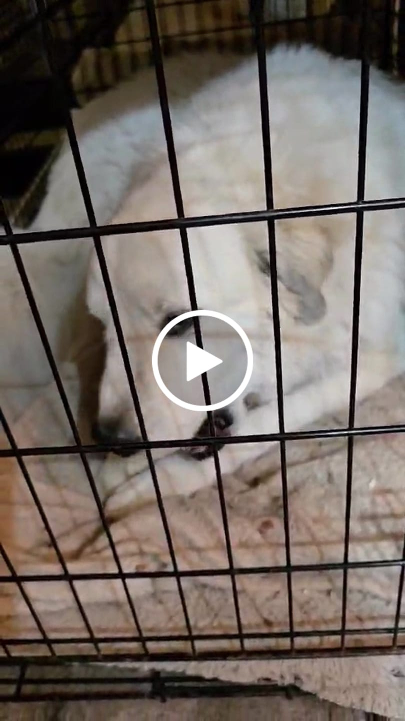 Customer video review of Ostrich Foot Bone (7" x 3.5"): The Flavorful & Long-Lasting Chew for Medium to Large Dogs