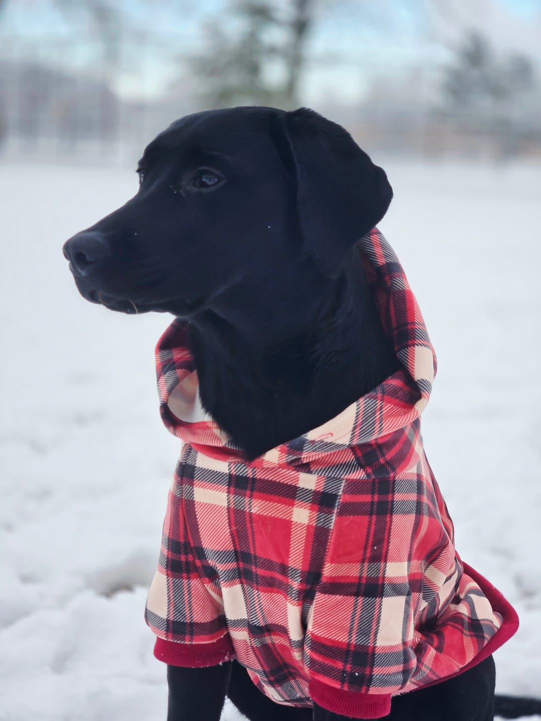 Customer photo review of Essential Dog Hoodie - Teal