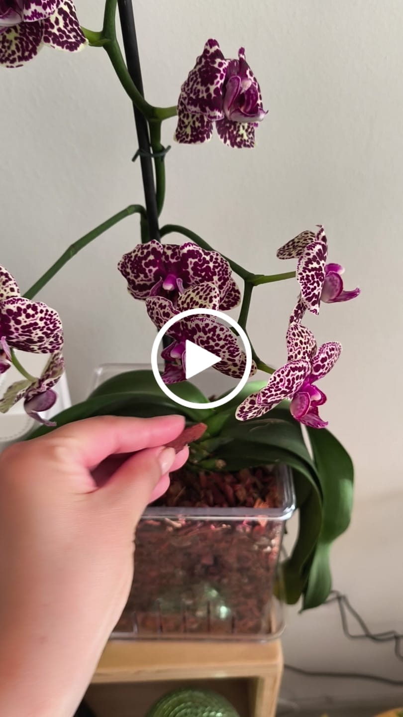 Customer video review of Sustrato Premium para Orquídeas 2L – Horticulturachile
