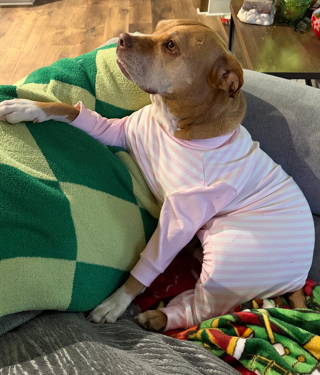 Customer photo review of Dog Pajama - Pink Stripes