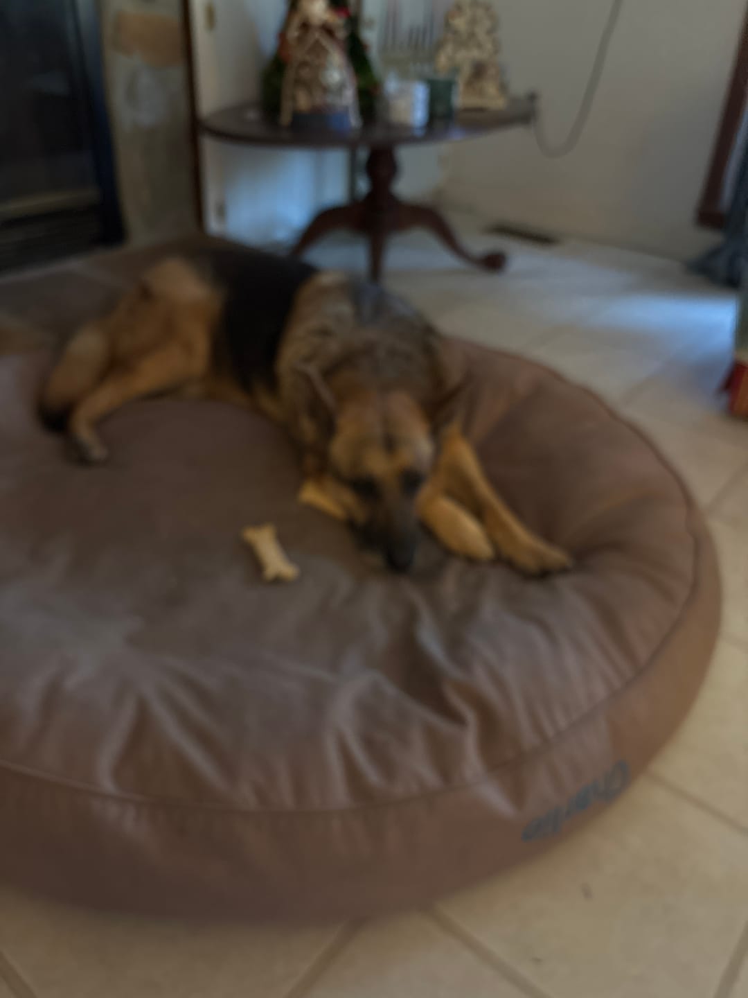 Customer photo review of 6 Inch Monster Braided Bully Stick
