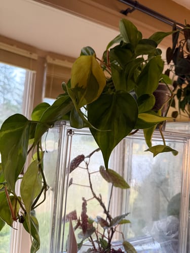 Reviewer's healthy Philodendron hederaceum 'Brasil' with variegated leaves vining over a clear case by a window.