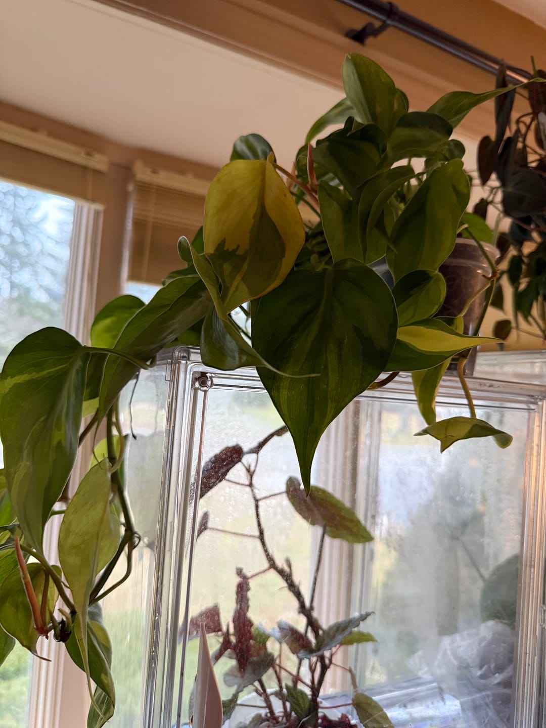 Customer photo review of Philodendron hederaceum 'Brasil'