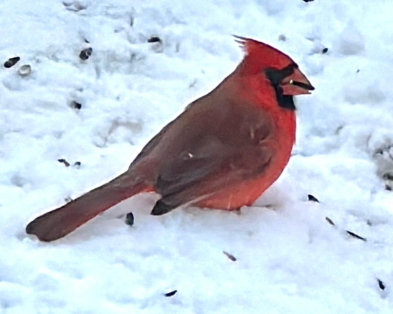 Customer photo review of Birdfy Cam - Versatile Standalone Backyard Birdwatching Camera