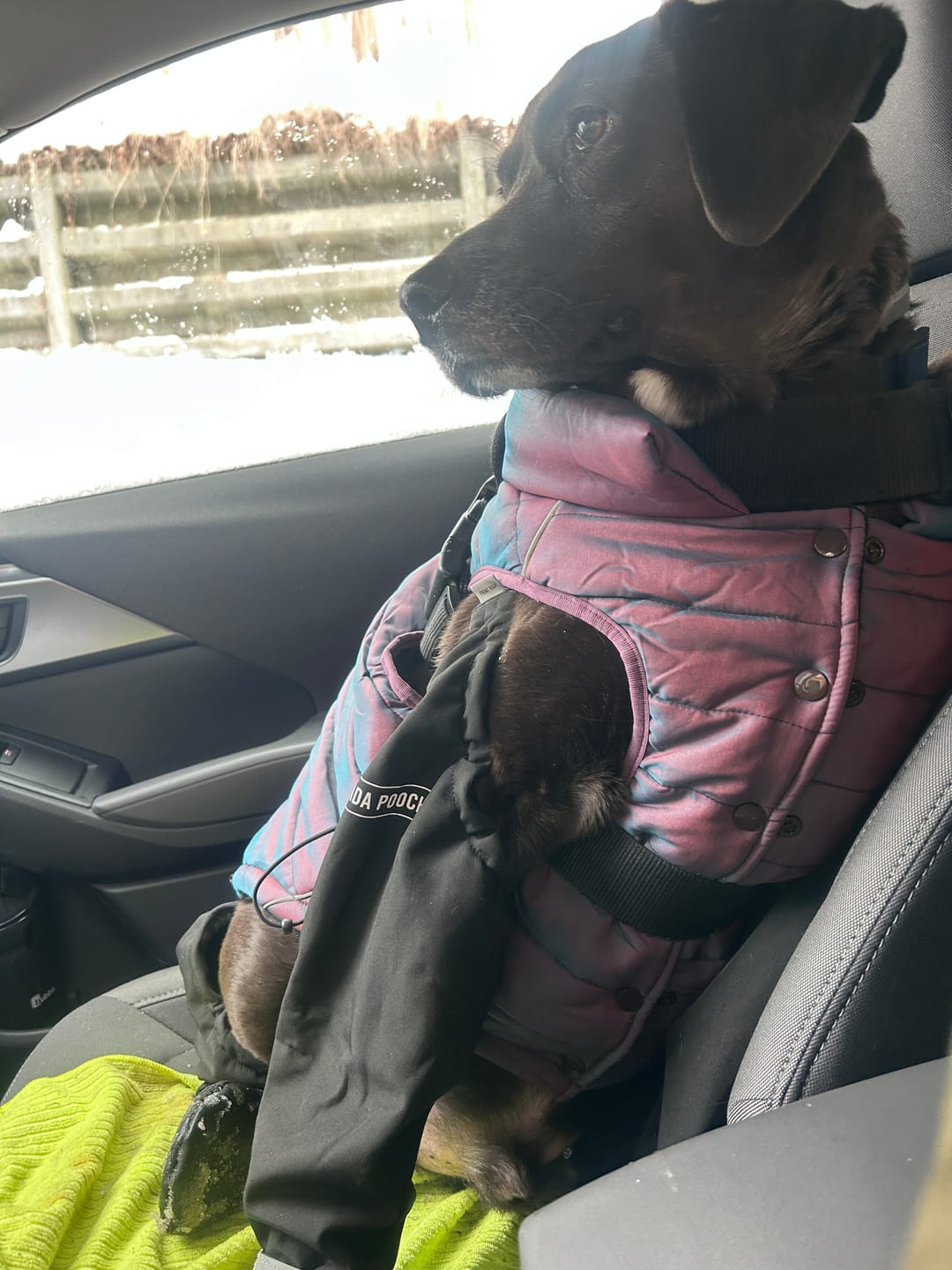 Customer photo review of WarmShield Water-Resistant Jacket - Cosmic