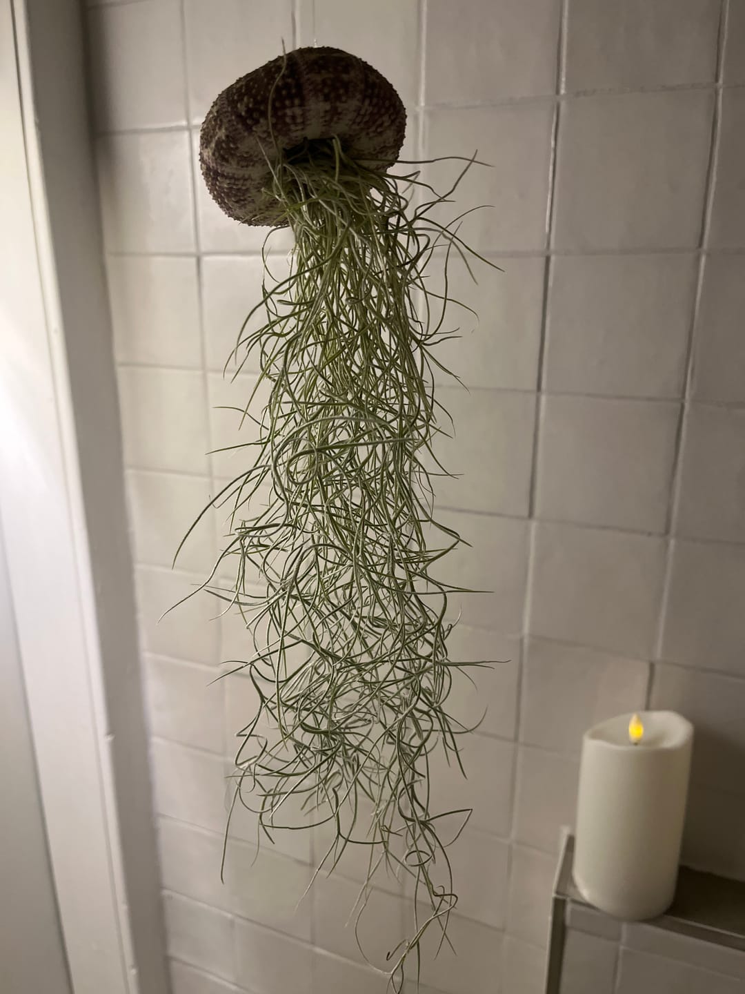 Customer photo review of Tillandsien Qualle - 3er Bundle