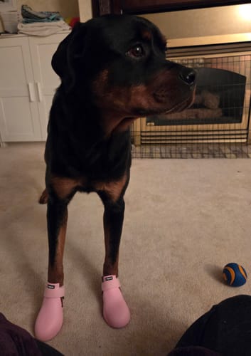 Customer photo review of WagWellies® by wagwear