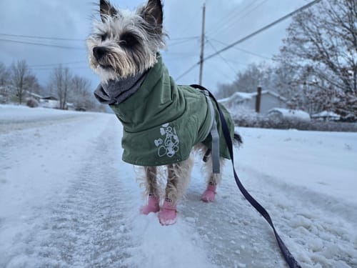 Customer photo review of WagWellies® by wagwear